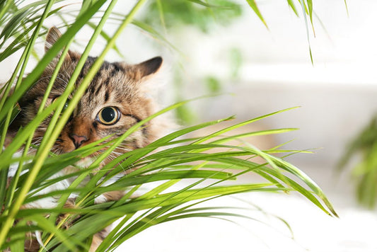 8 Plants your Cat Will Leave Alone