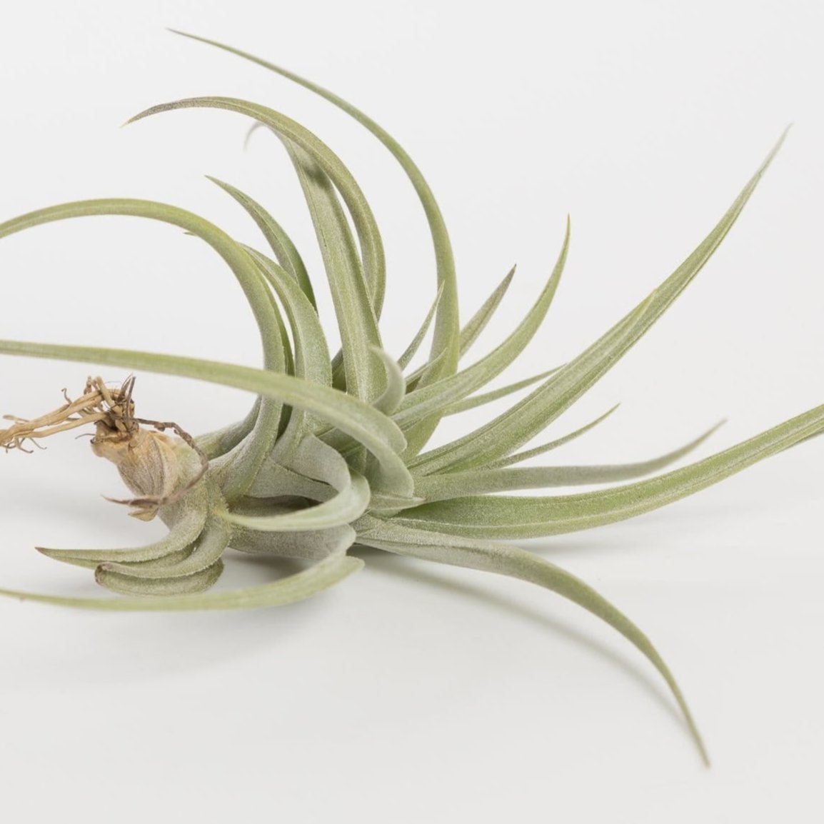 Air Plant 'Aeranthos - Bronze' 2-3" - Urban Sprouts
