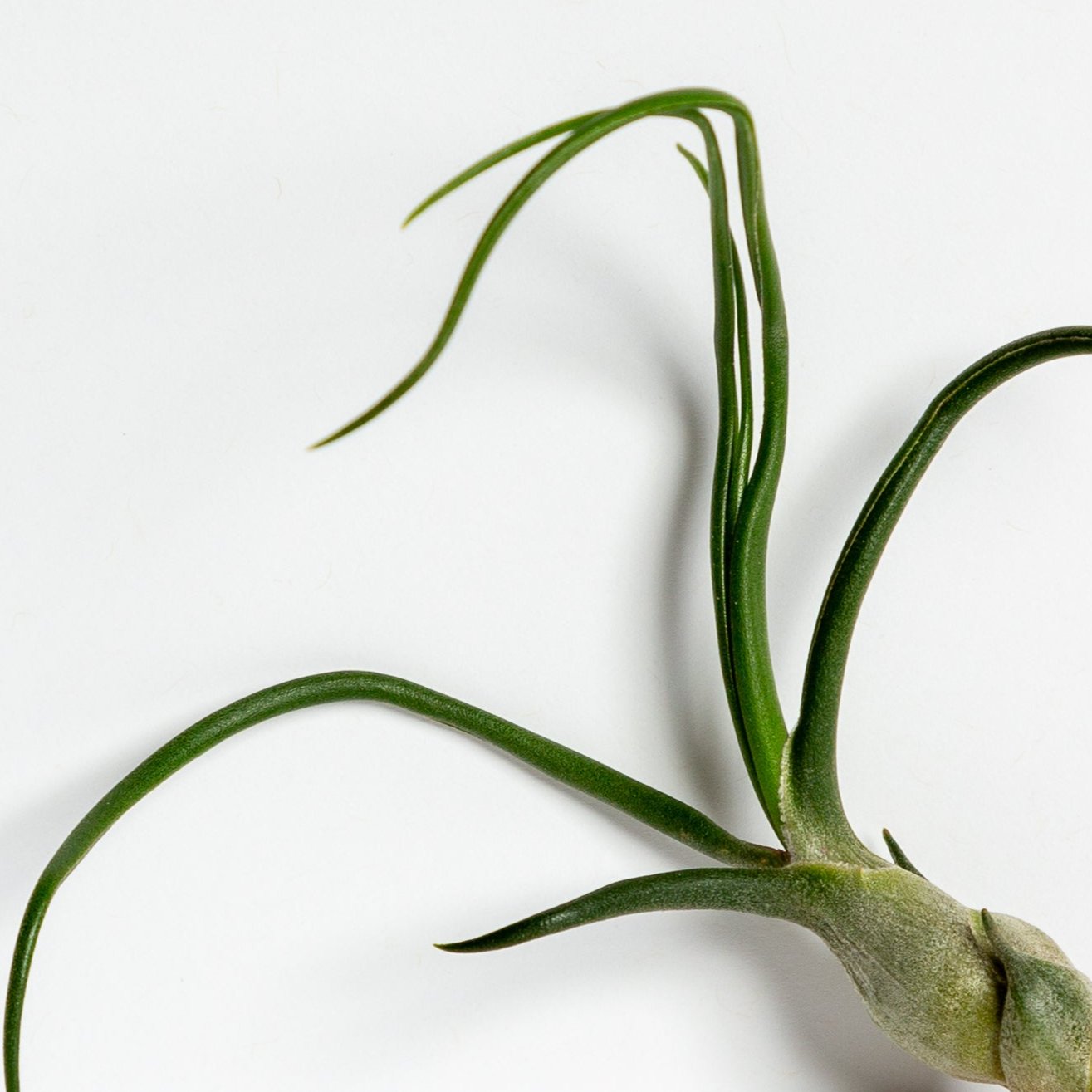 Air Plant 'Baileyi' 6-8" - Urban Sprouts