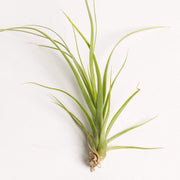 Air Plant 'Balbisiana' 3-4" - Urban Sprouts