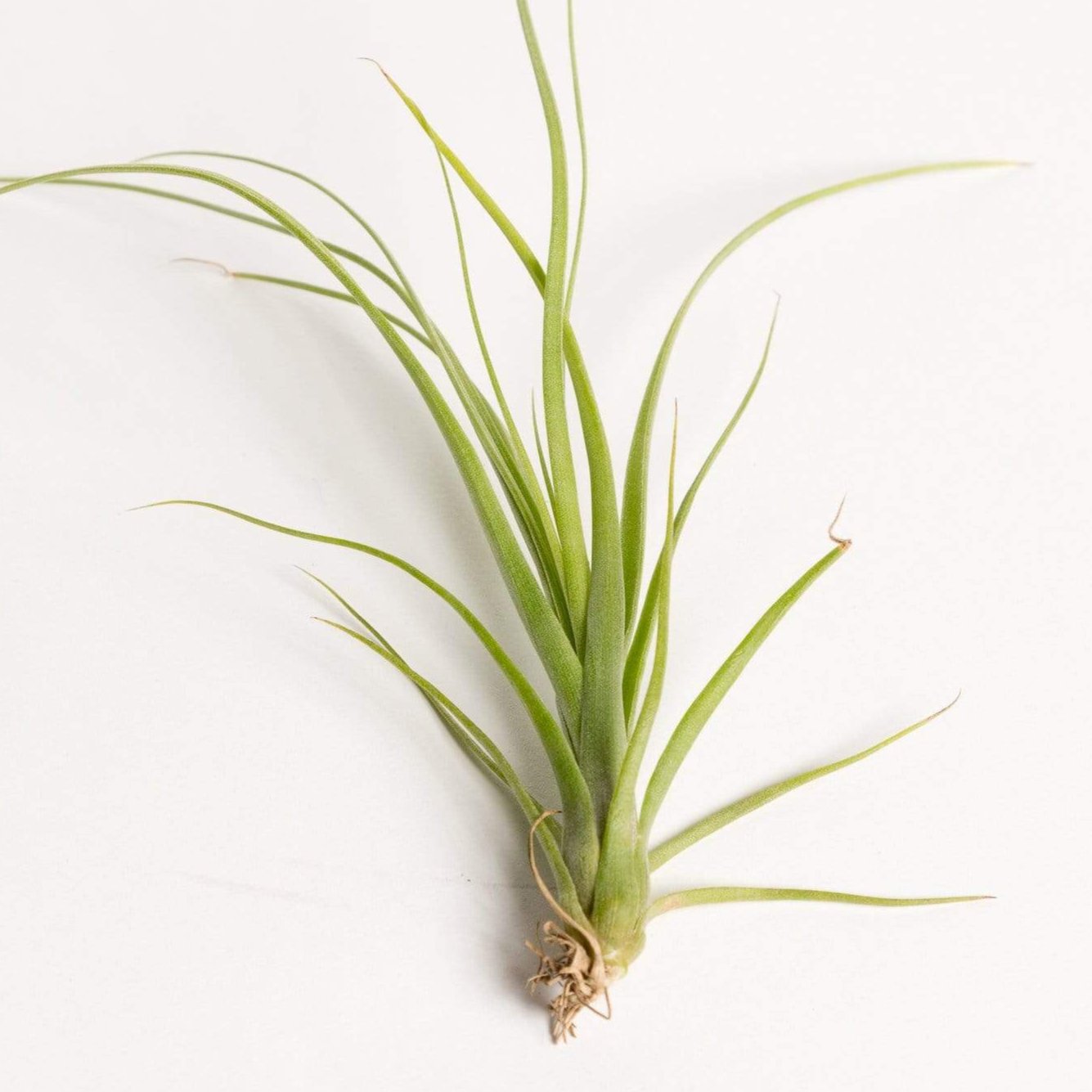 Air Plant 'Balbisiana' 3-4" - Urban Sprouts