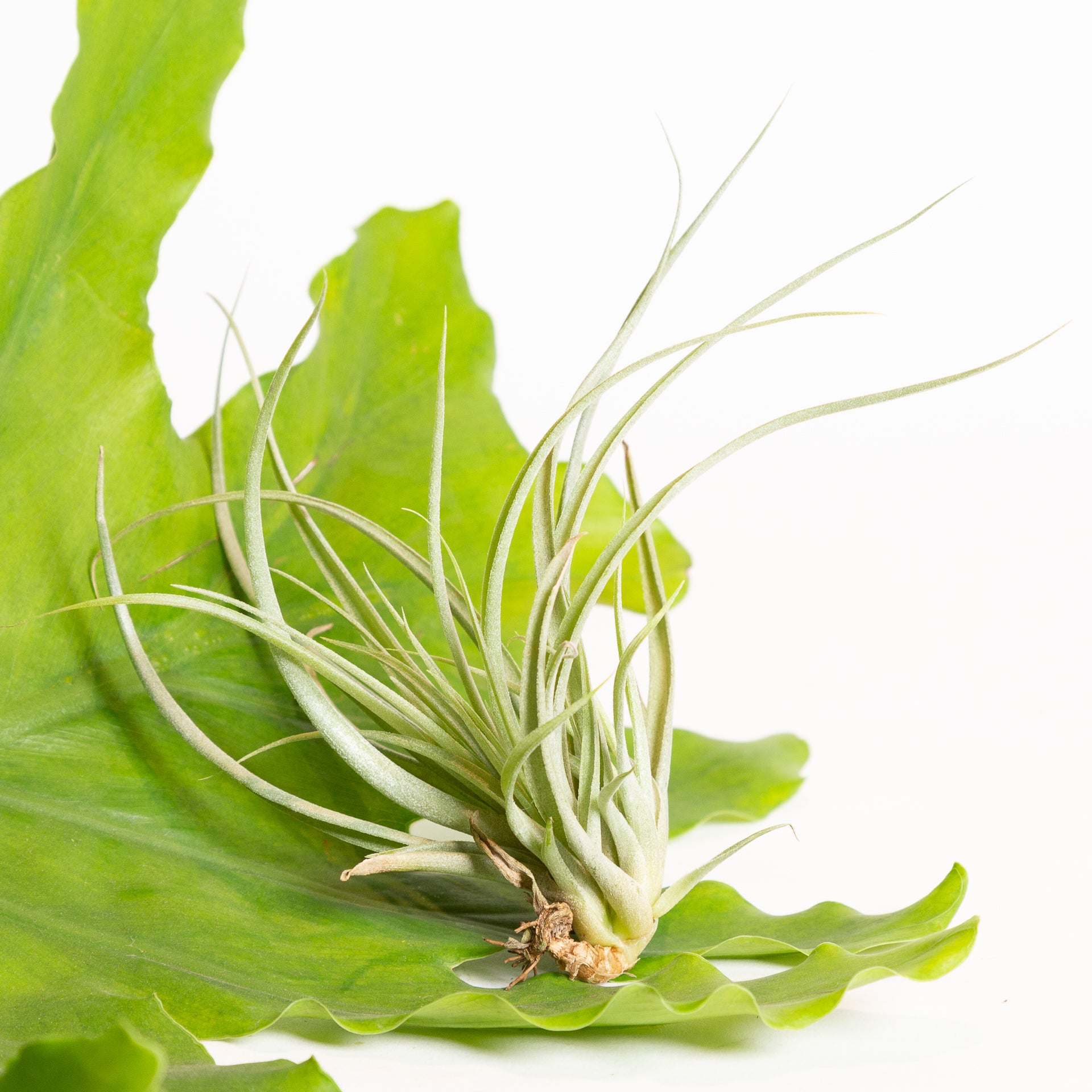 Air Plant 'Brachycaulos' 3-4" - Urban Sprouts