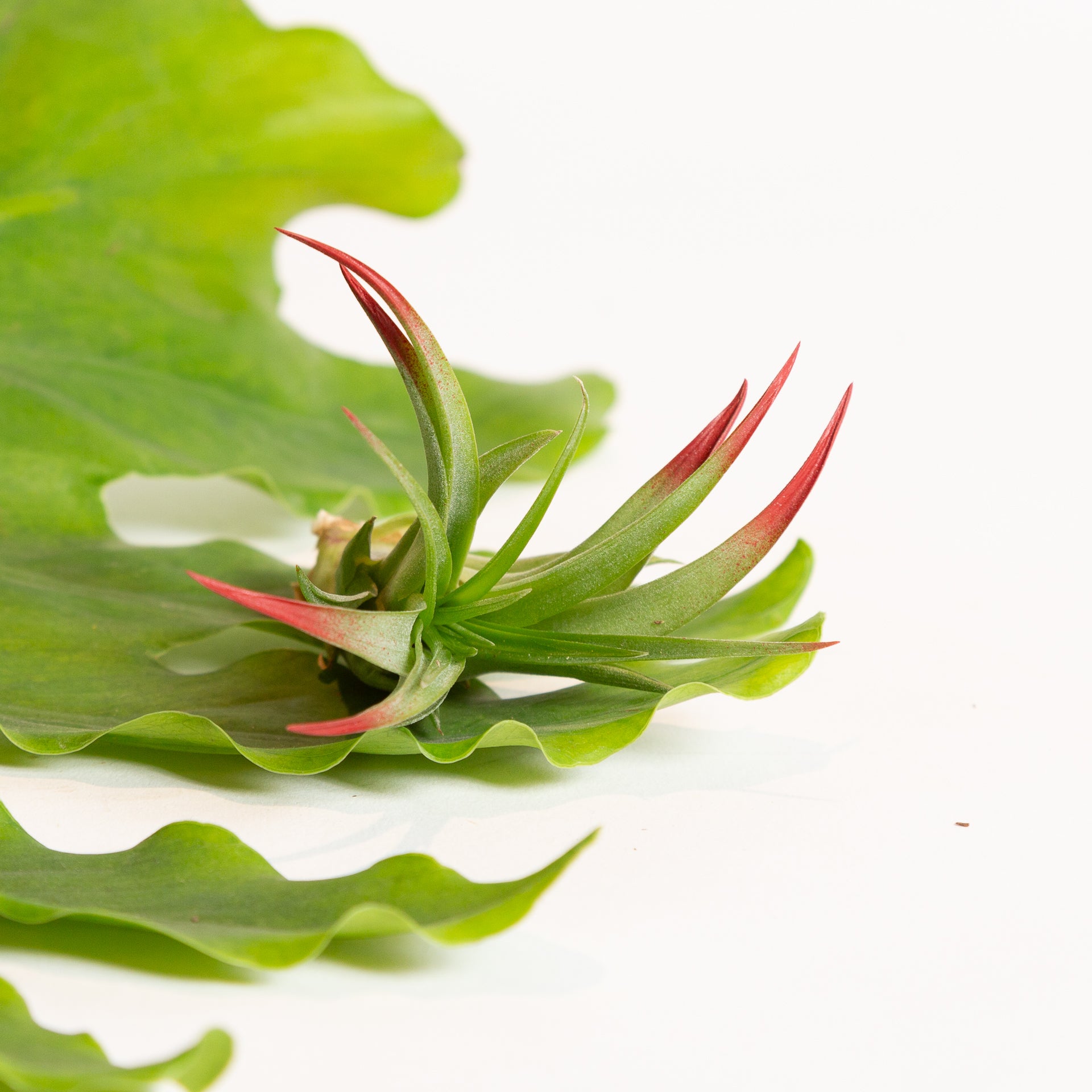 Air Plant 'Brachycaulos - Red' 3-4" - Urban Sprouts