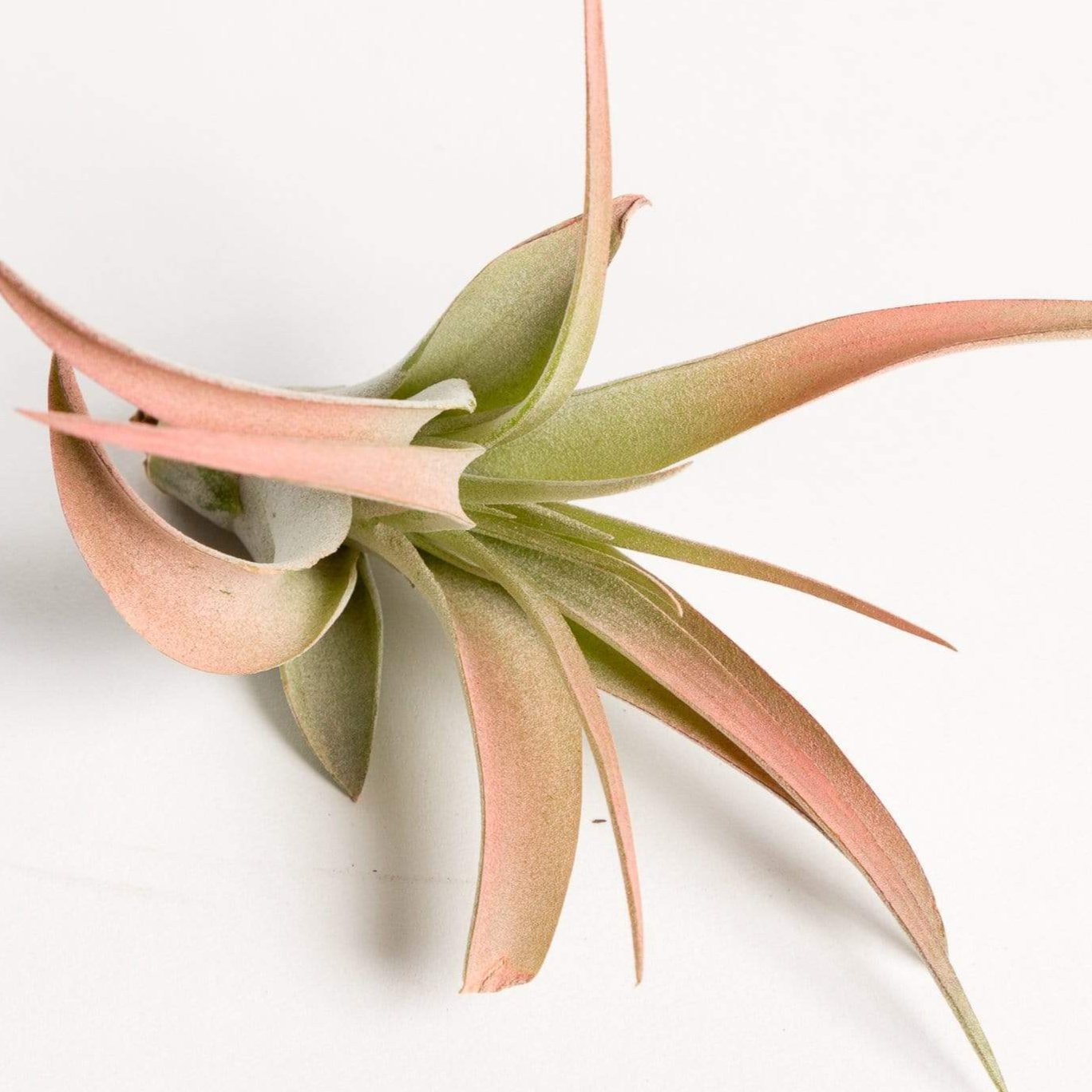 Urban Sprouts Plant 3-4" / Peach Tillandsia Capitata