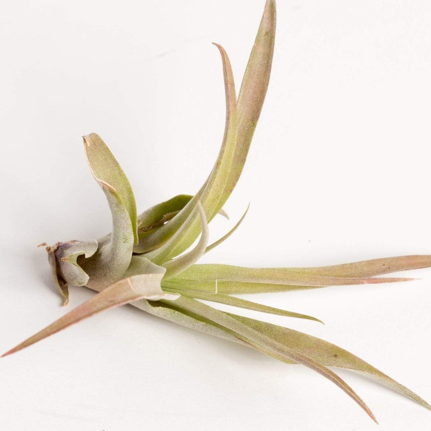 peach air plant Air Plant 'Capitata