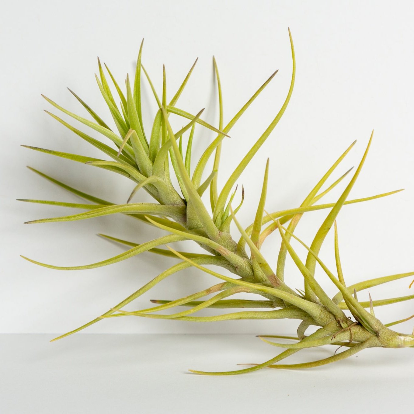 urban air plants Air Plant 'Cocoensis' 2-4"