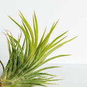 Air Plant 'Ionantha - Big Green' 3-4" - Urban Sprouts