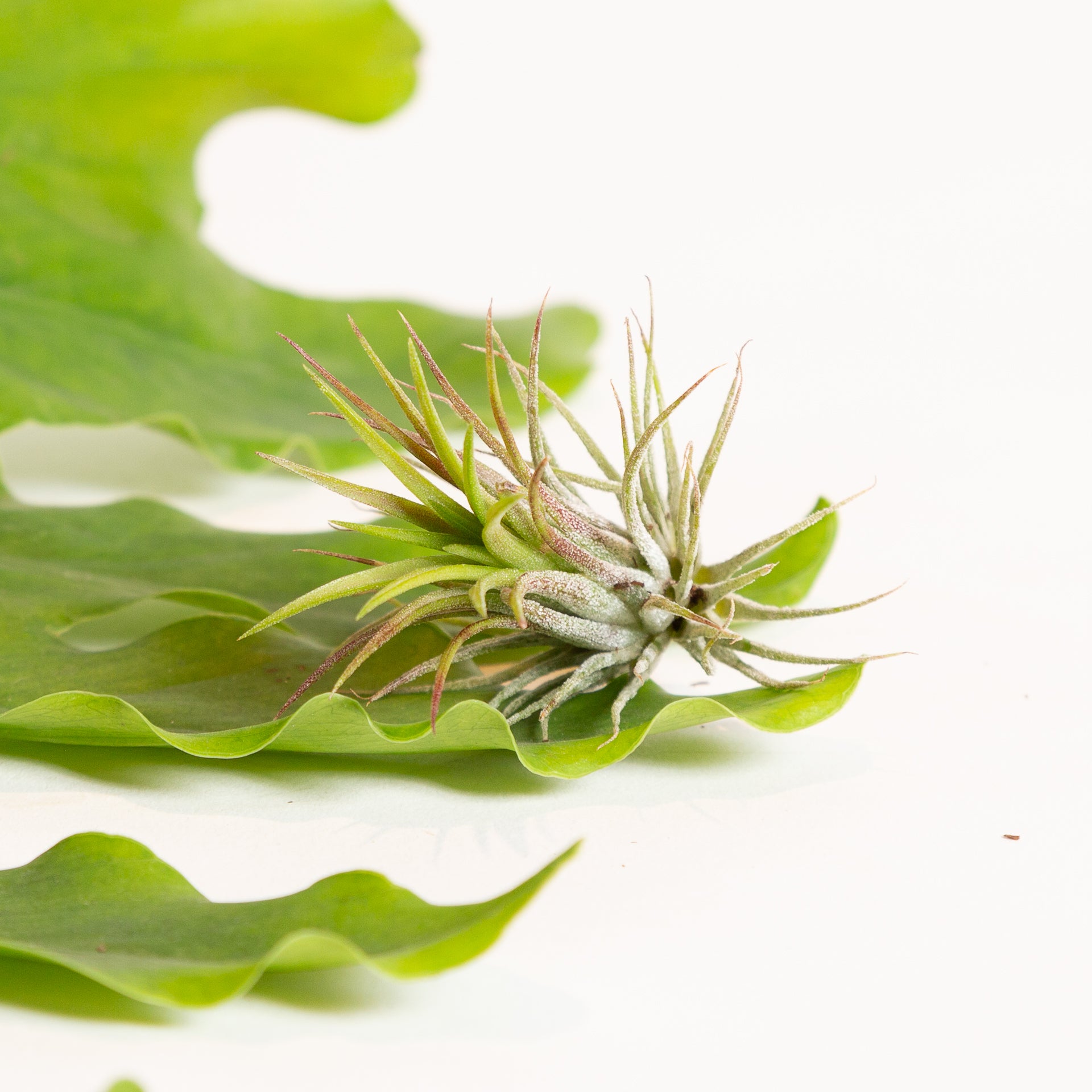 Air Plant 'Ionantha - Fuego' 2-3" - Urban Sprouts