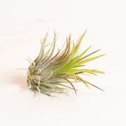 Air Plant 'Ionantha - Fuego' 2-3" - Urban Sprouts