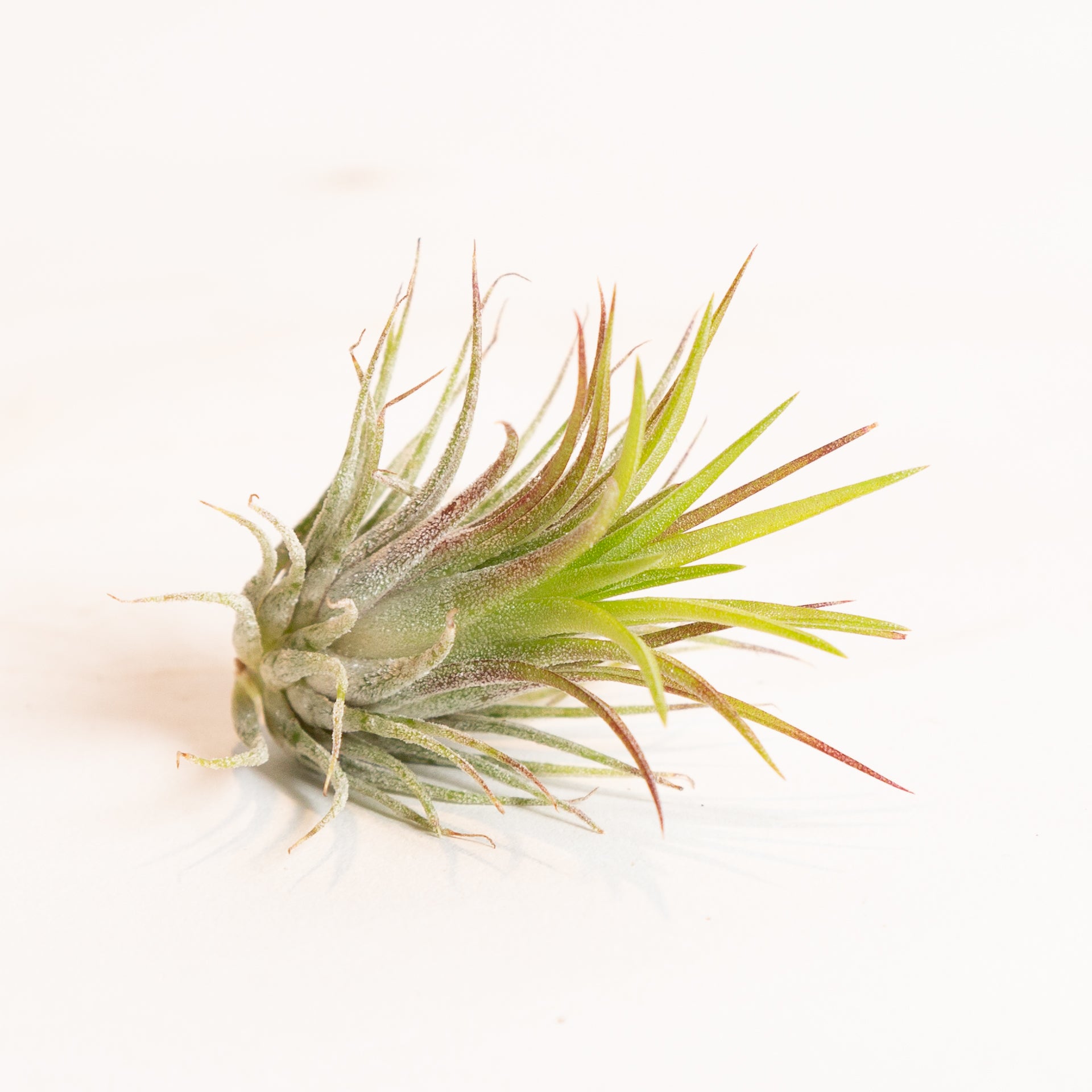 Air Plant 'Ionantha - Fuego' 2-3" - Urban Sprouts