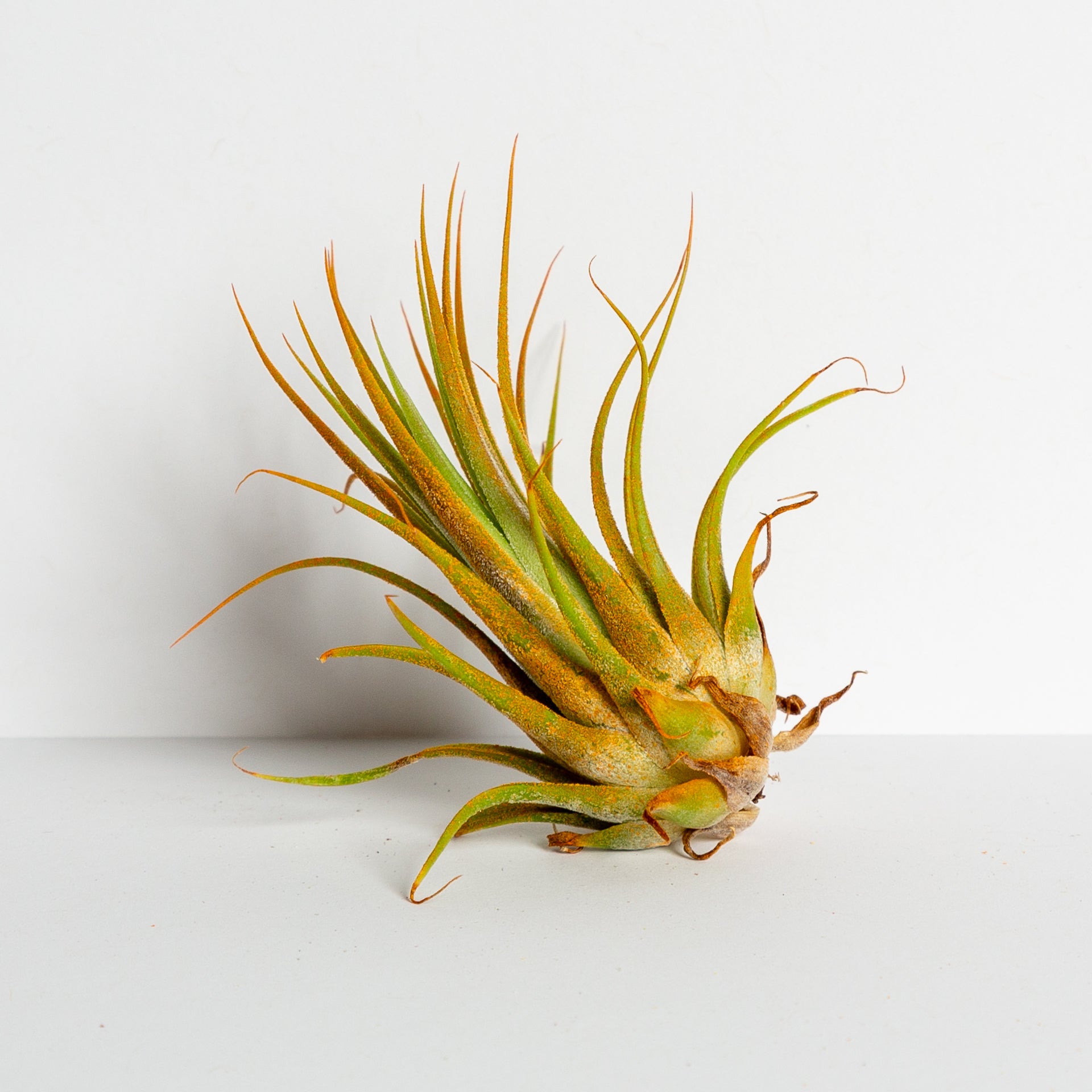 Air Plant 'Ionantha - Orange' 3-4" - Urban Sprouts