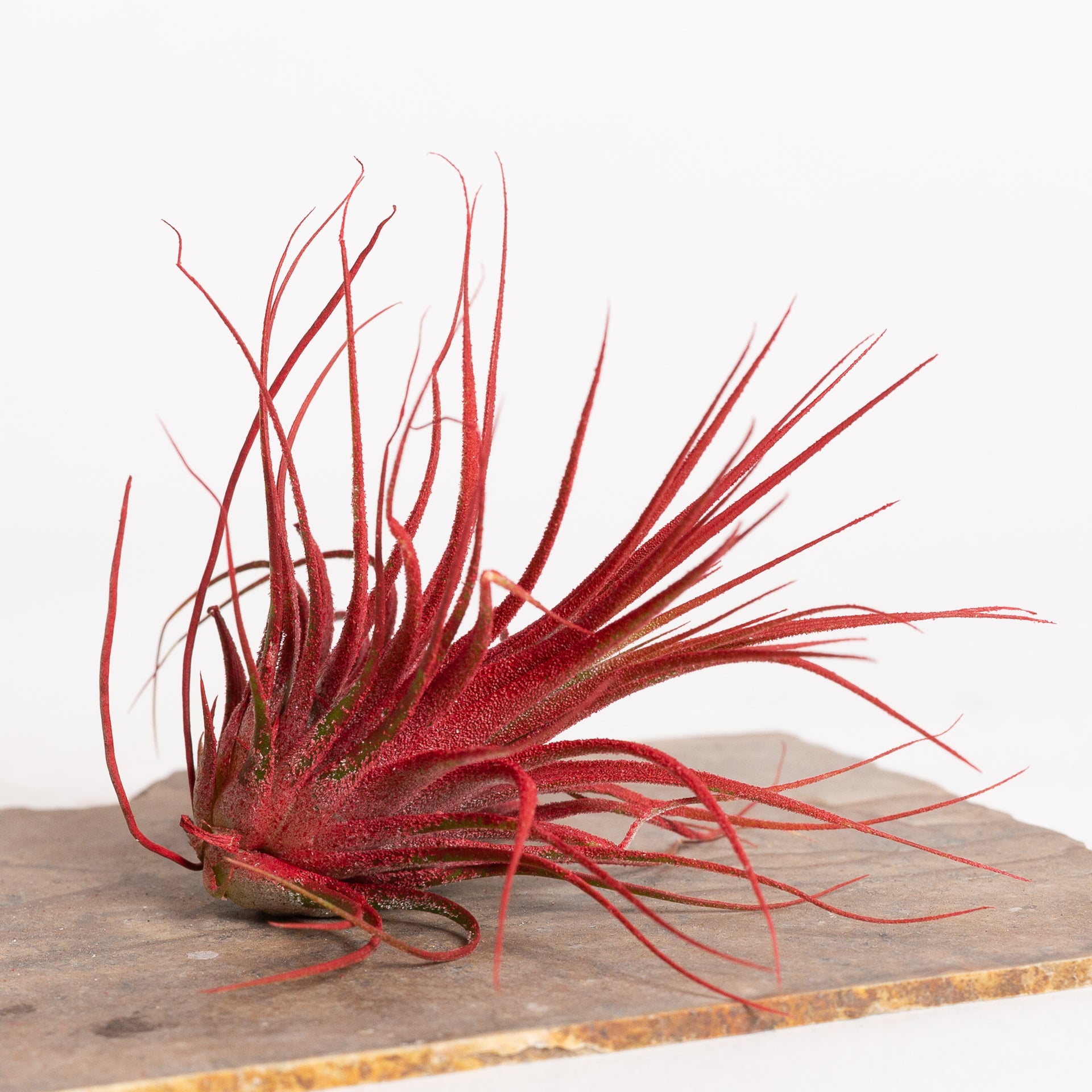 Air Plant 'Ionantha - Red' 3-4" - Urban Sprouts