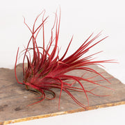 Air Plant 'Ionantha - Red' 3-4" - Urban Sprouts
