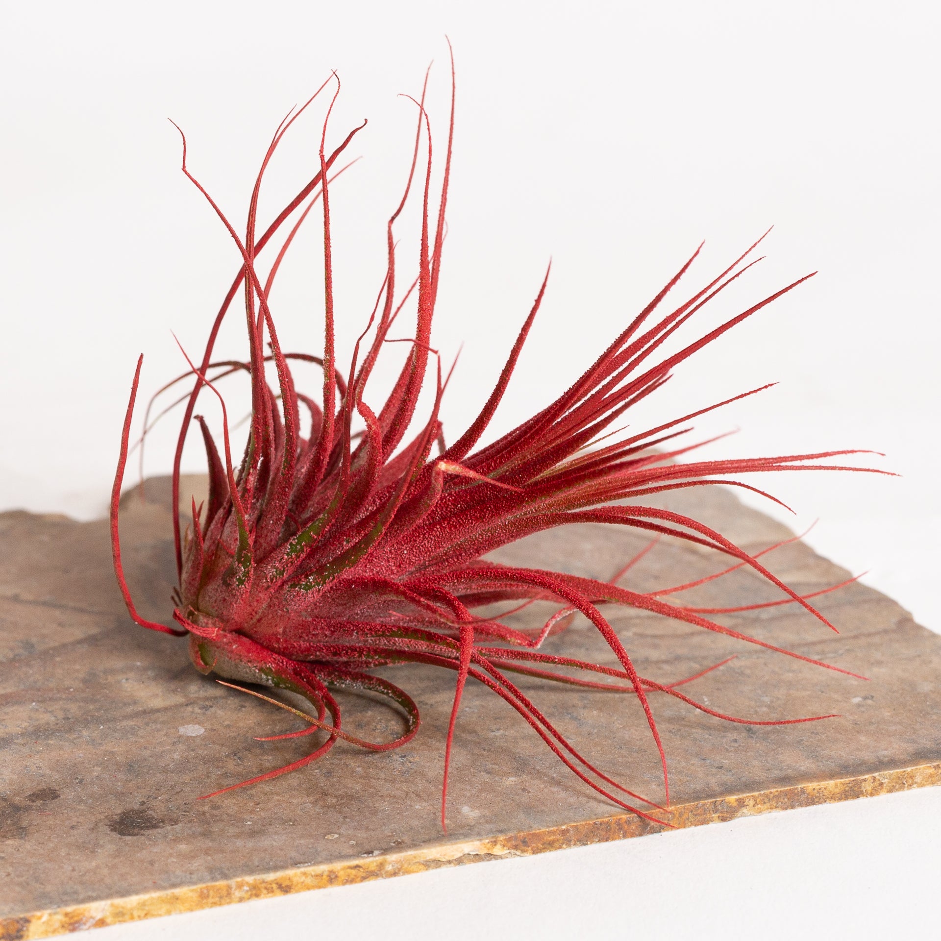 Air Plant 'Ionantha - Red' 3-4" - Urban Sprouts