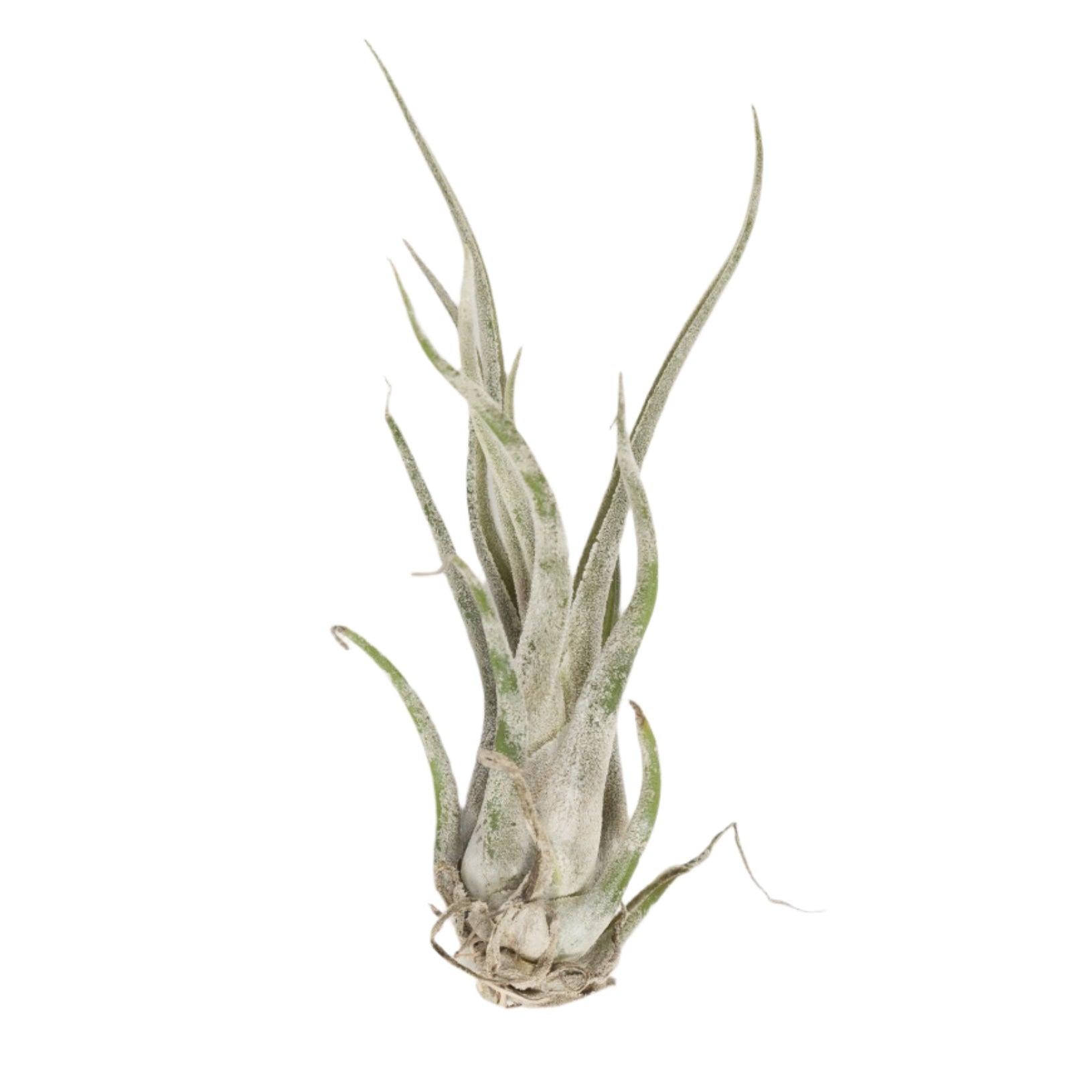 striped air plant Air Plant 'Medusae