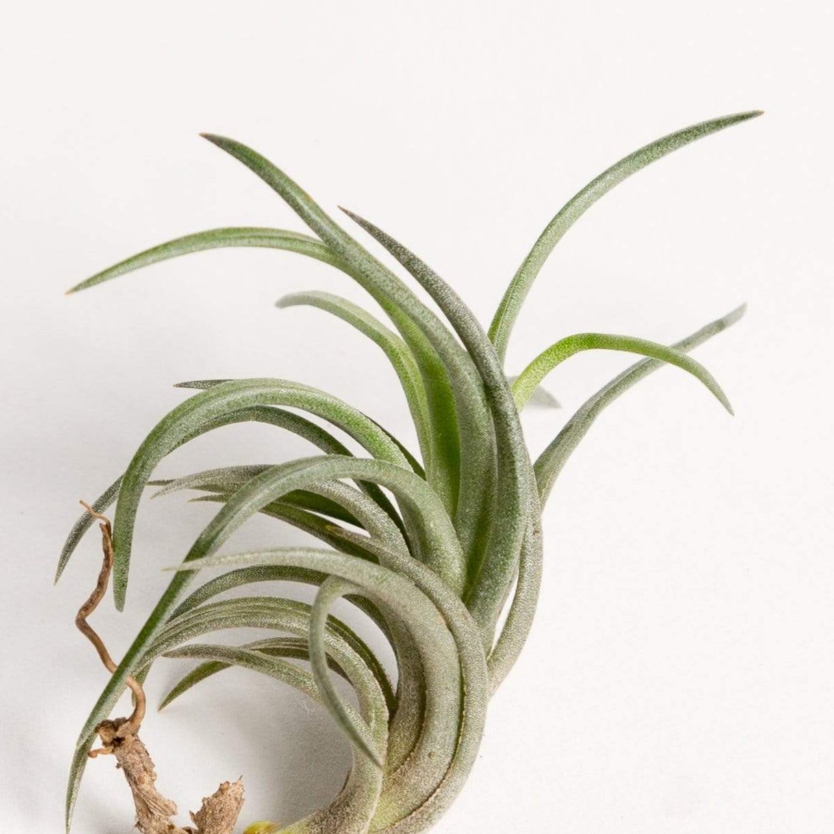 Air Plant 'Neglecta' 1-2" - Urban Sprouts