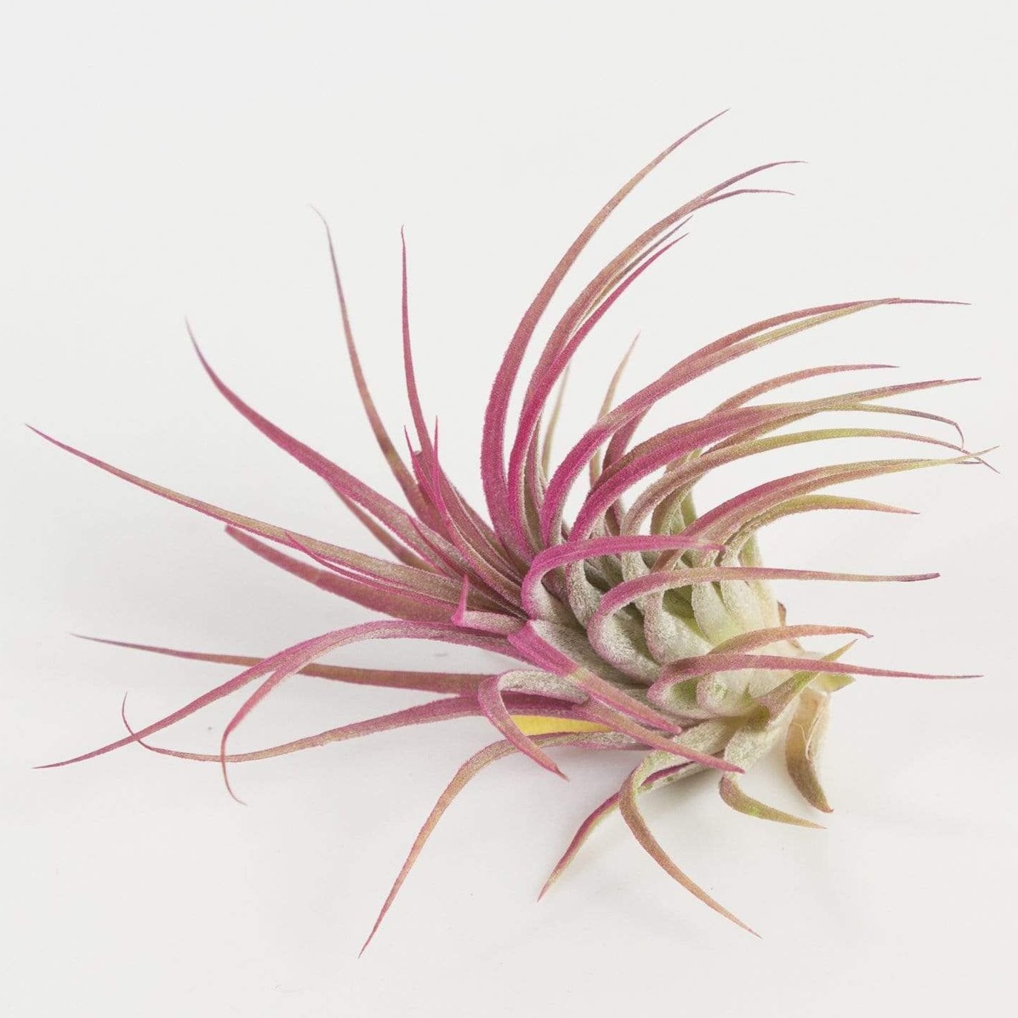 Air Plant 'Raspberry Rubra' 2-3" - Urban Sprouts