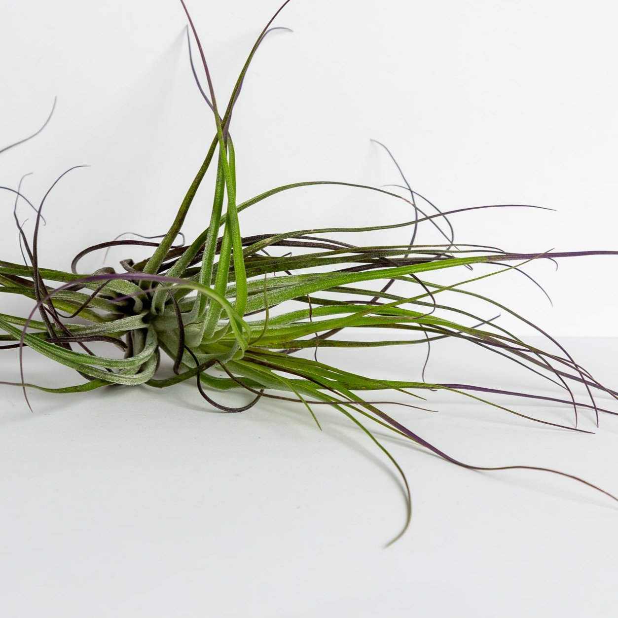 stricta green air plant Air Plant 'Stricta