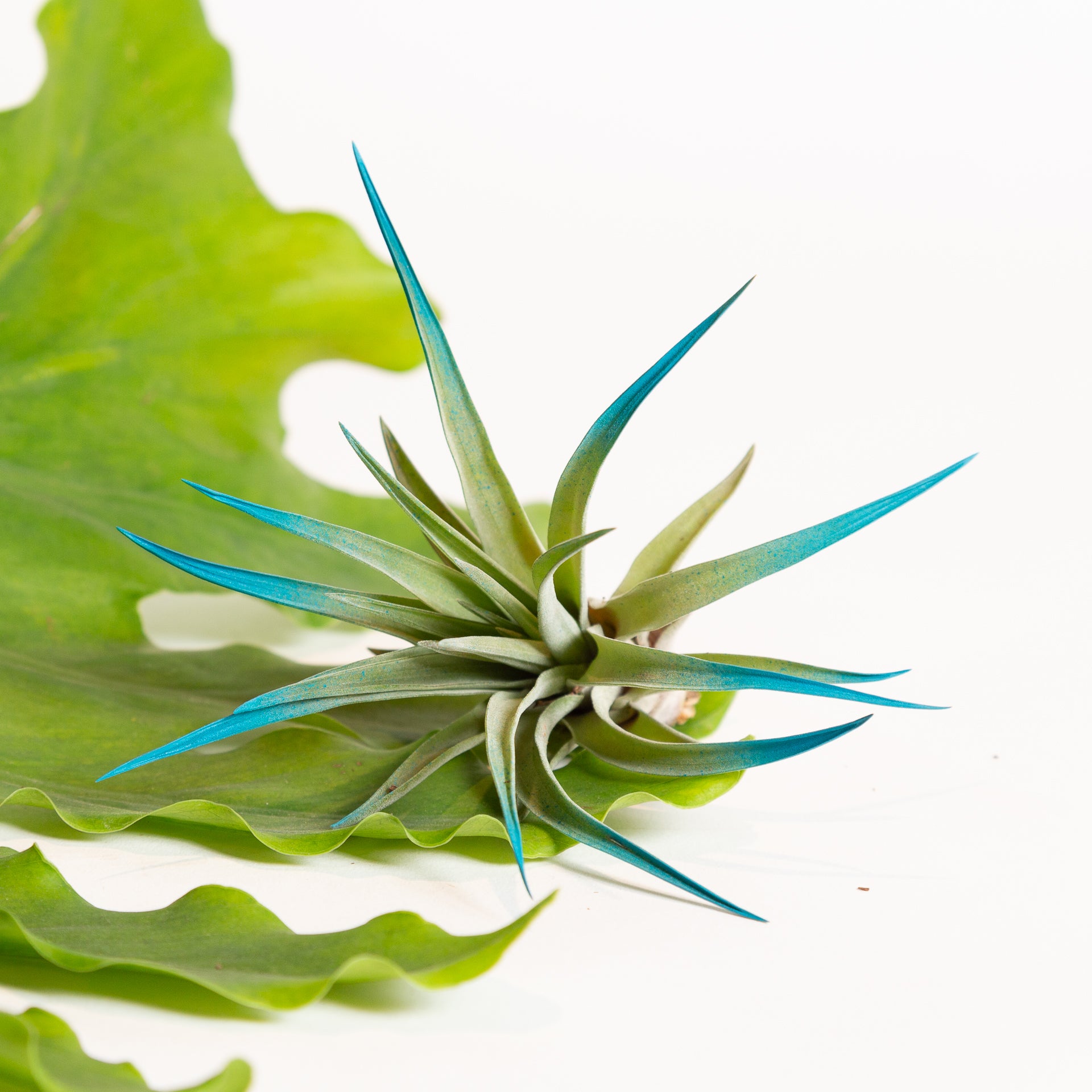 Air Plant  'Velutina - Blue Raspberry' 3-4" - Urban Sprouts