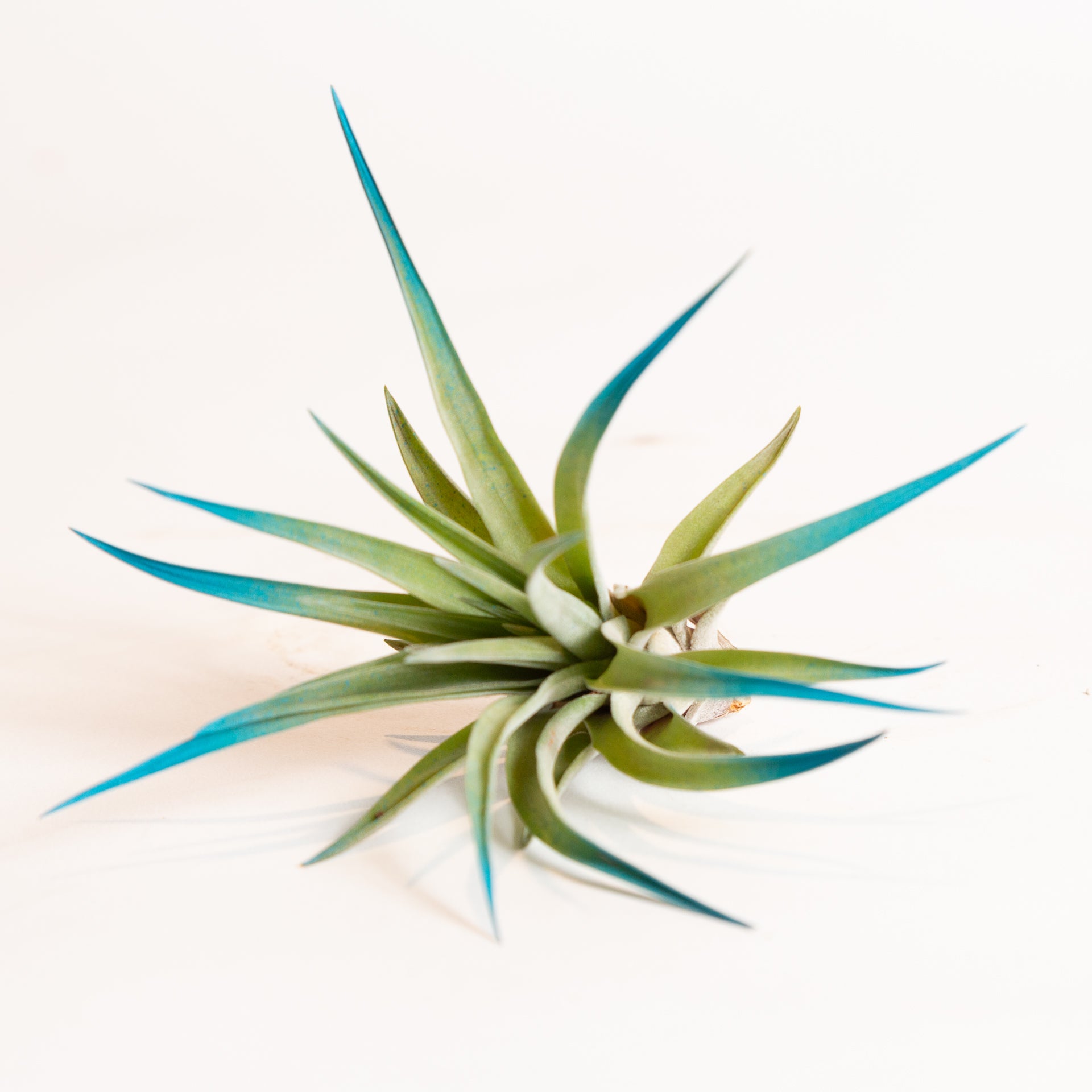 Air Plant  'Velutina - Blue Raspberry' 3-4" - Urban Sprouts