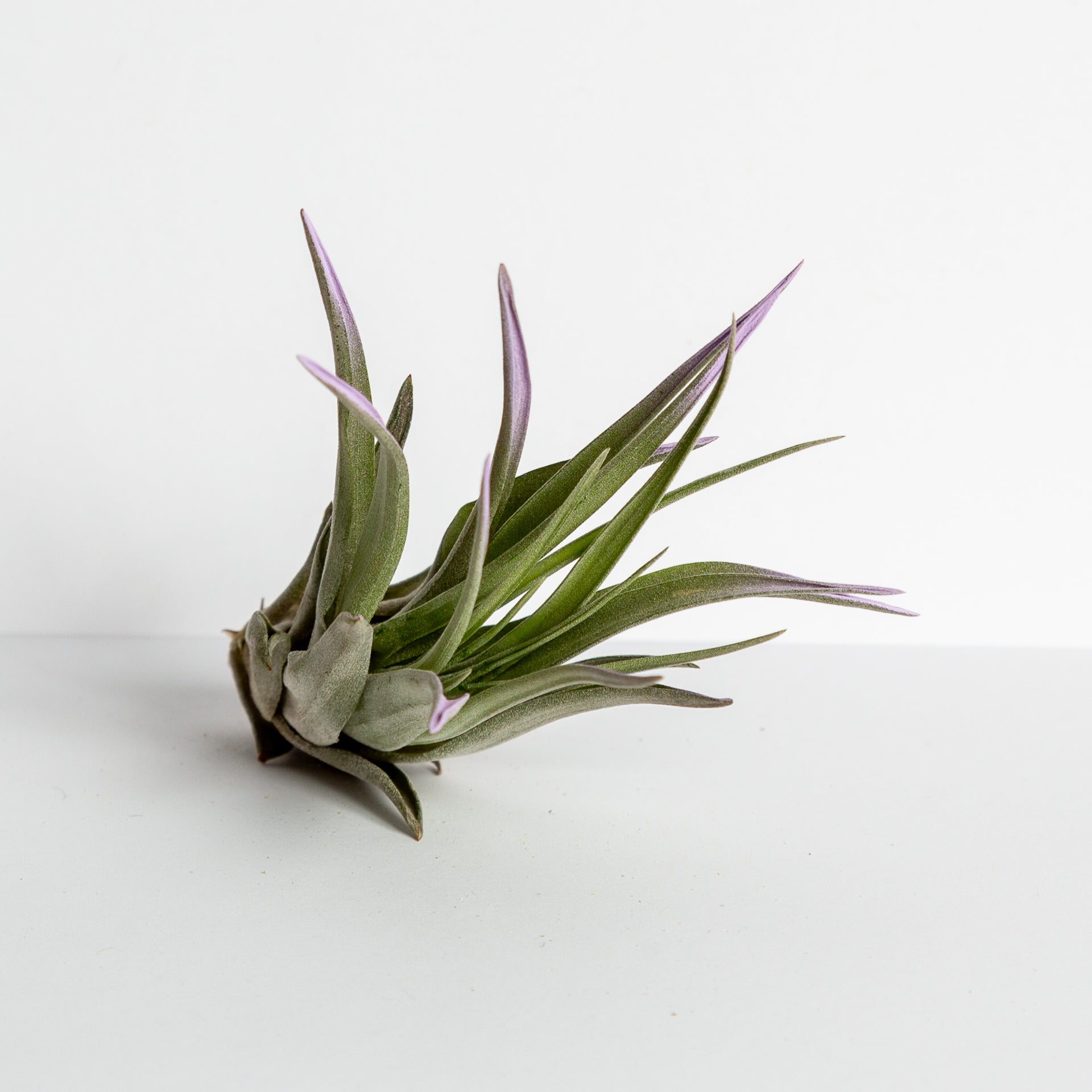 Air Plant 'Velutina - Lavender Mist' 3-4" - Urban Sprouts