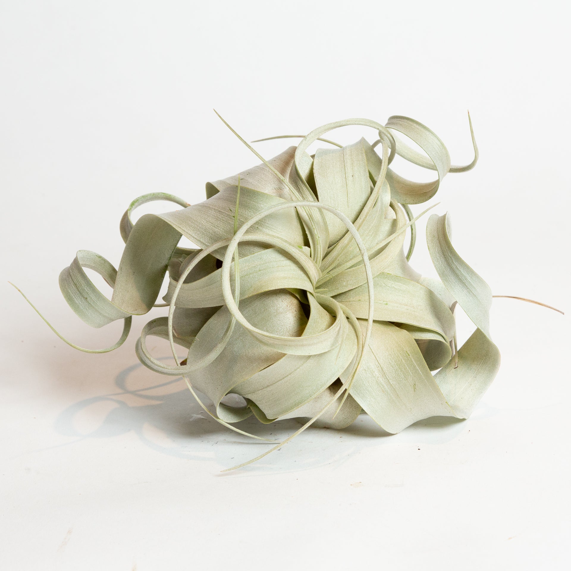 Air Plant 'Xerographica' 4" - Urban Sprouts