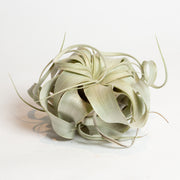 Air Plant 'Xerographica' 4" - Urban Sprouts