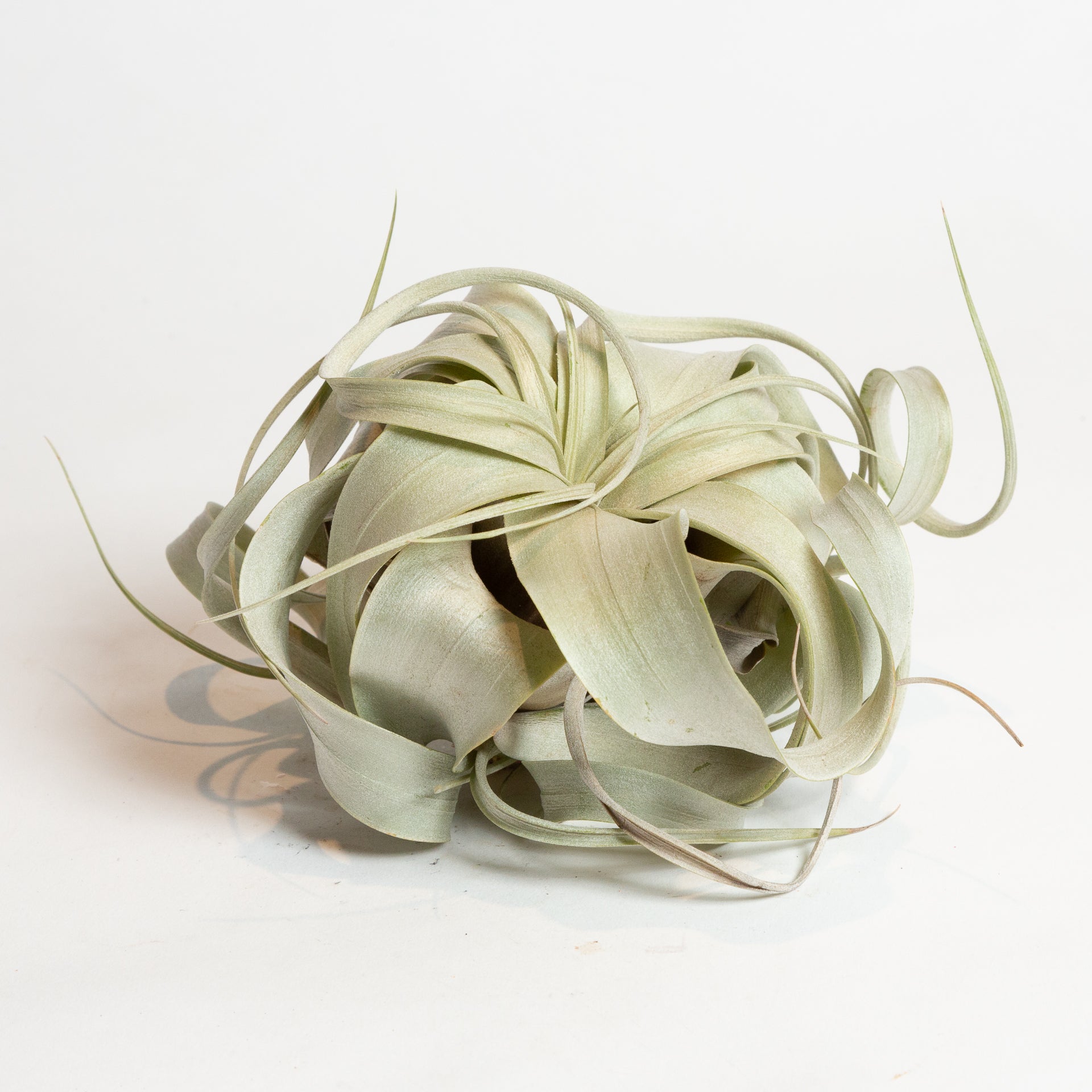 Air Plant 'Xerographica' 4" - Urban Sprouts