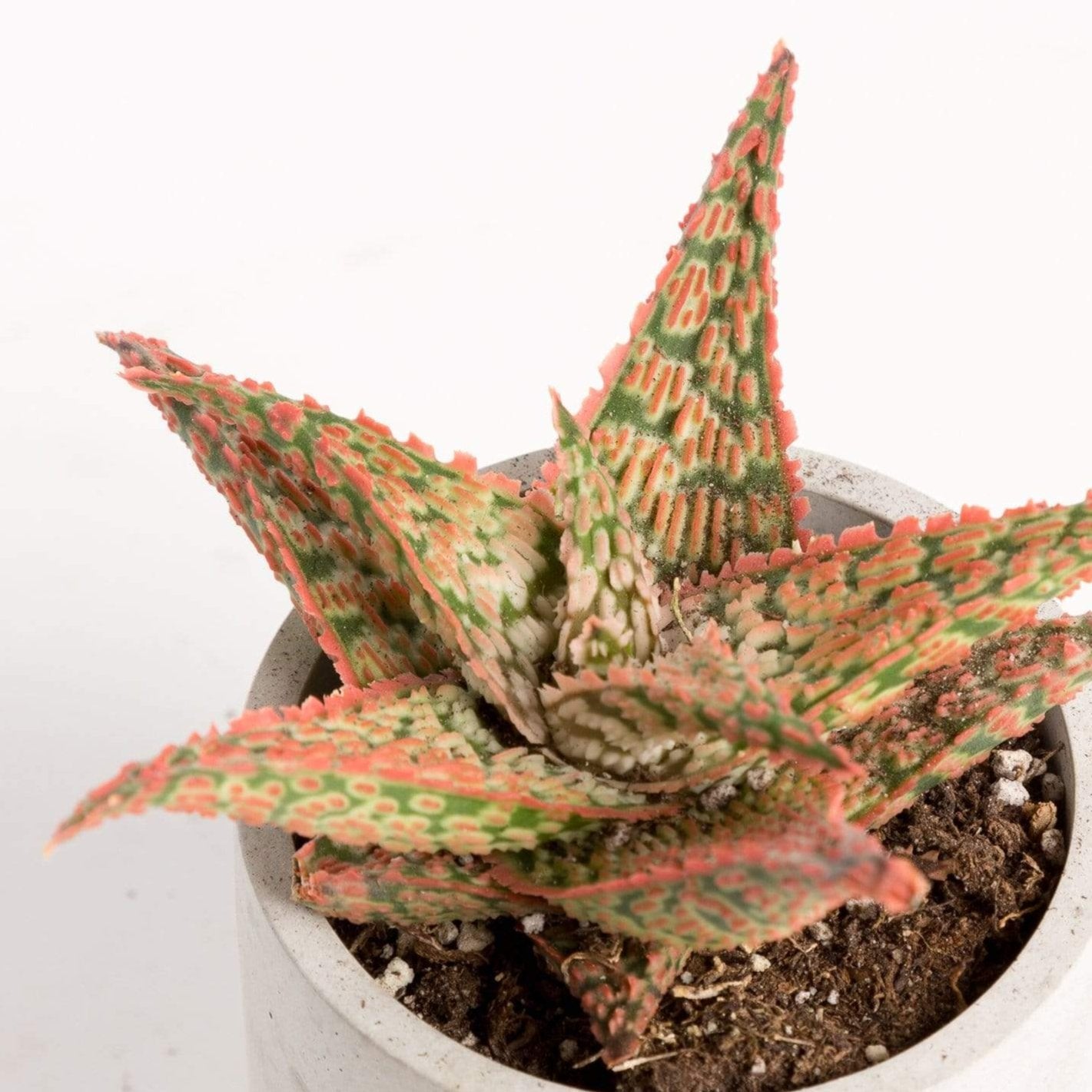 aloe vera sprouts Aloe 'Firecracker' 4