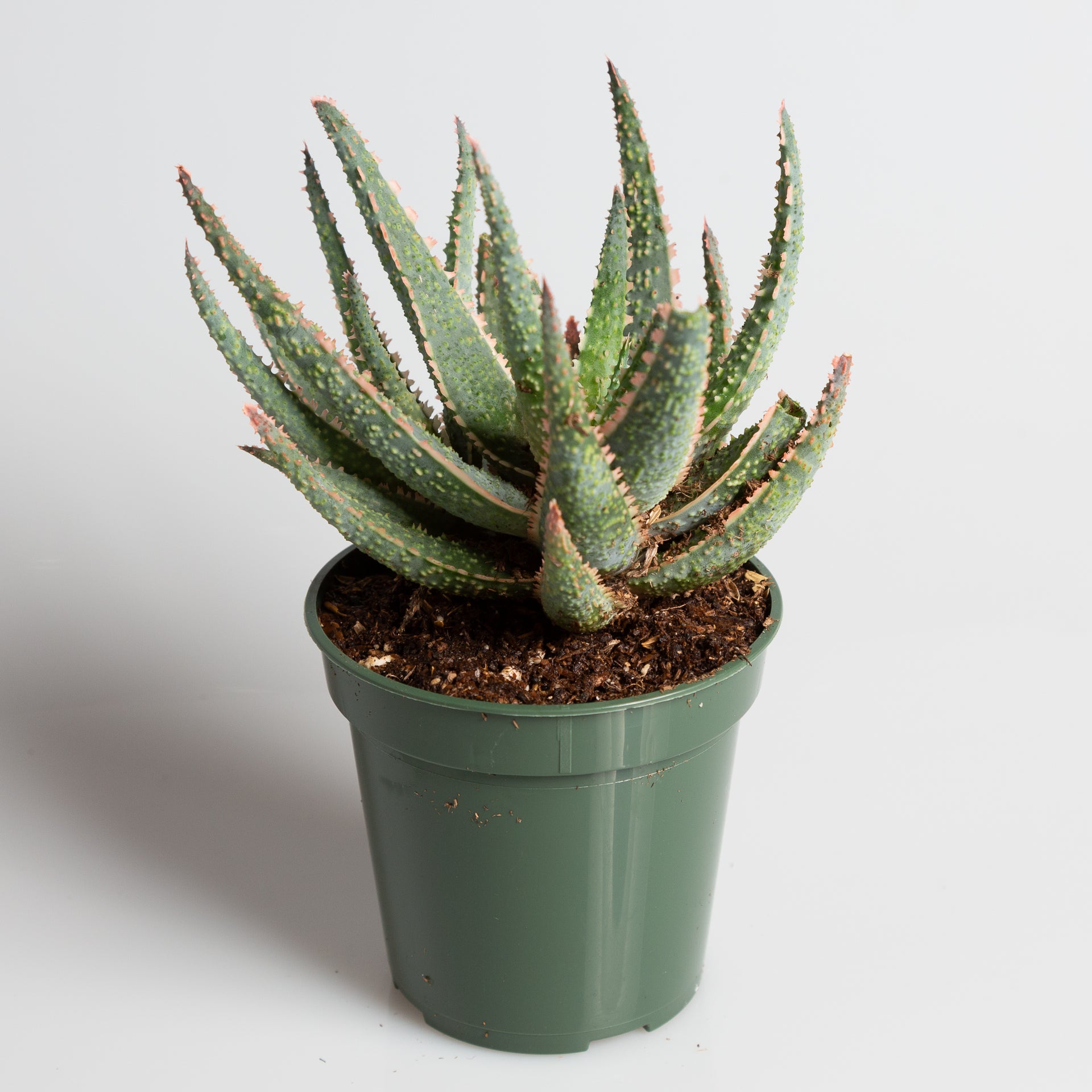 purple aloe vera plant Aloe 'Purple Haze' 4"