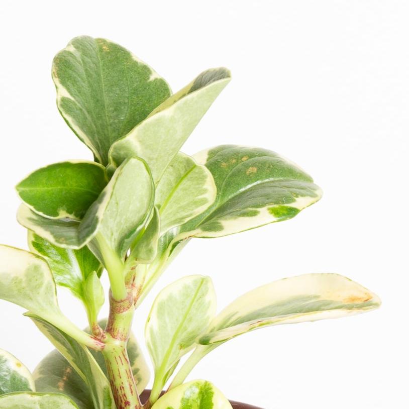 American Baby Rubber 'Marble' 4" - Urban Sprouts