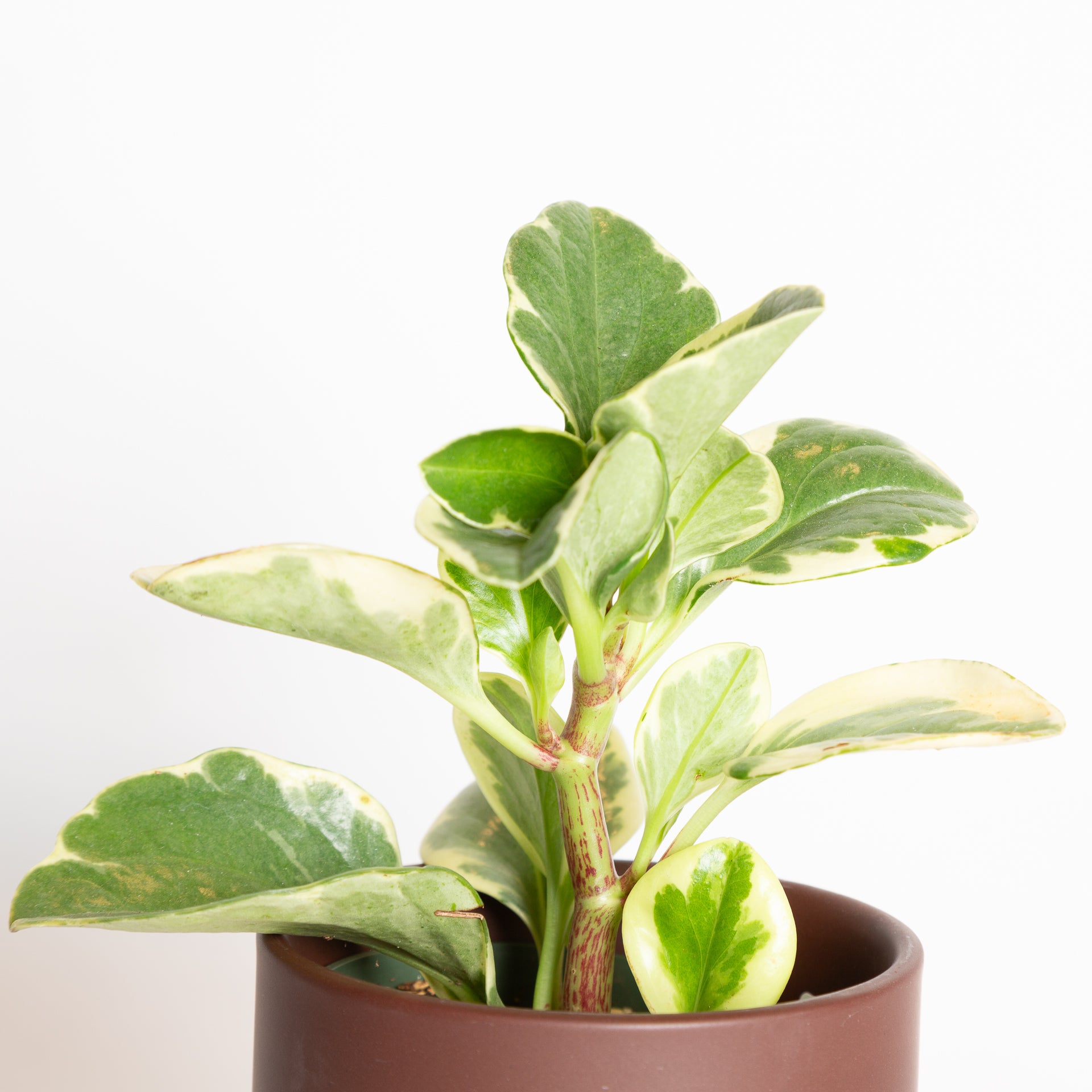 American Baby Rubber 'Marble' 4" - Urban Sprouts