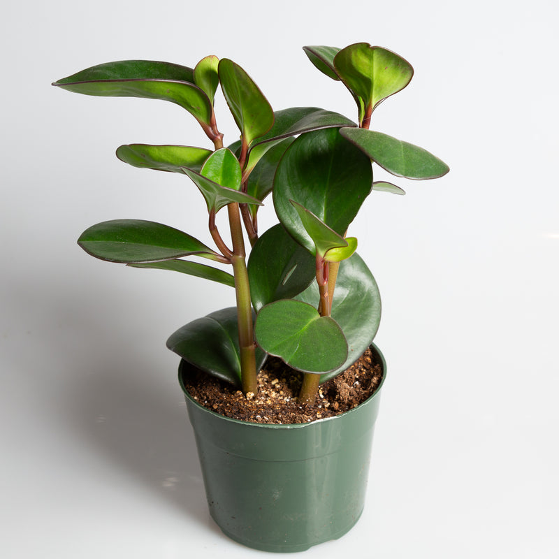 American Baby Rubber 'Red Edge' 6" - Urban Sprouts
