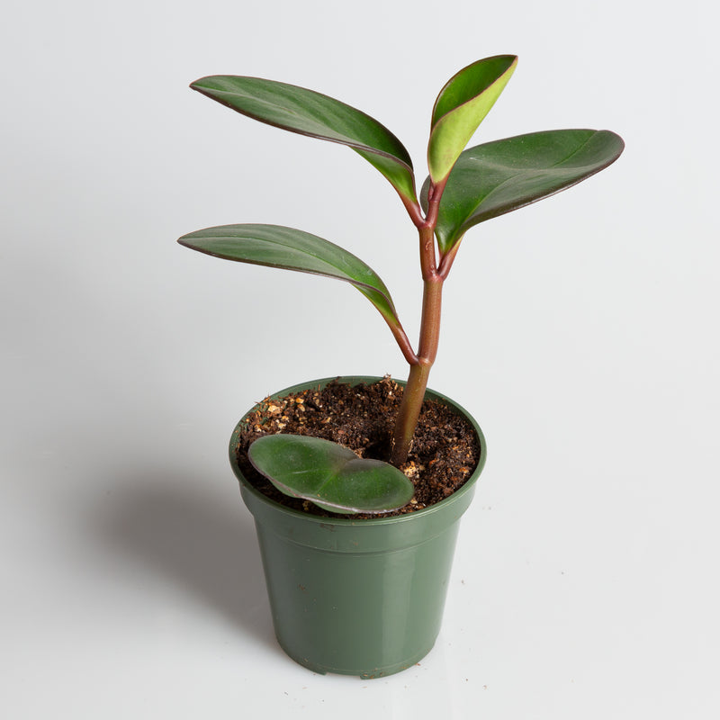 American Baby Rubber 'Red Edge' 4" - Urban Sprouts