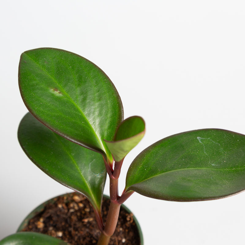 American Baby Rubber 'Red Edge' 4" - Urban Sprouts