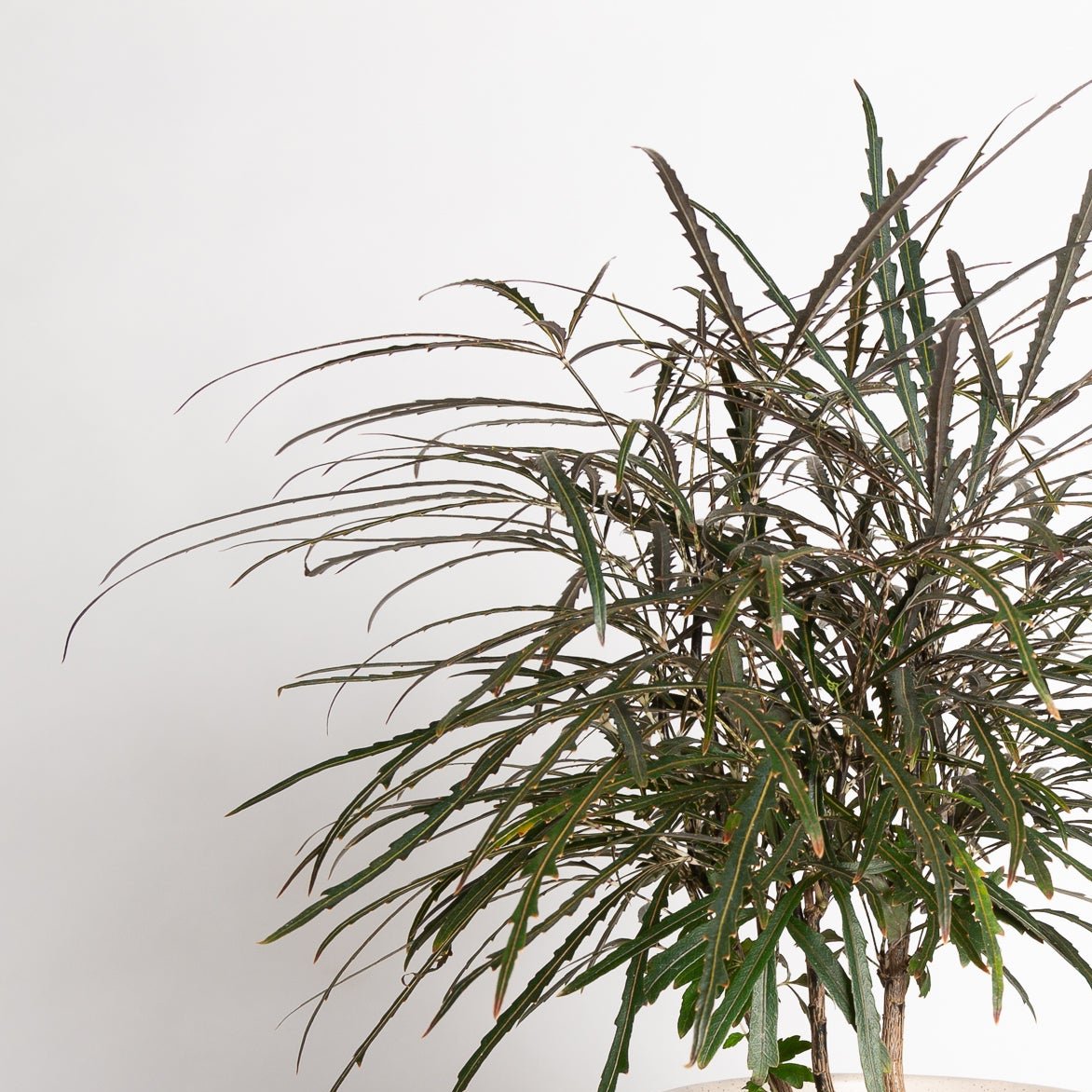 Aralia 'False' 6