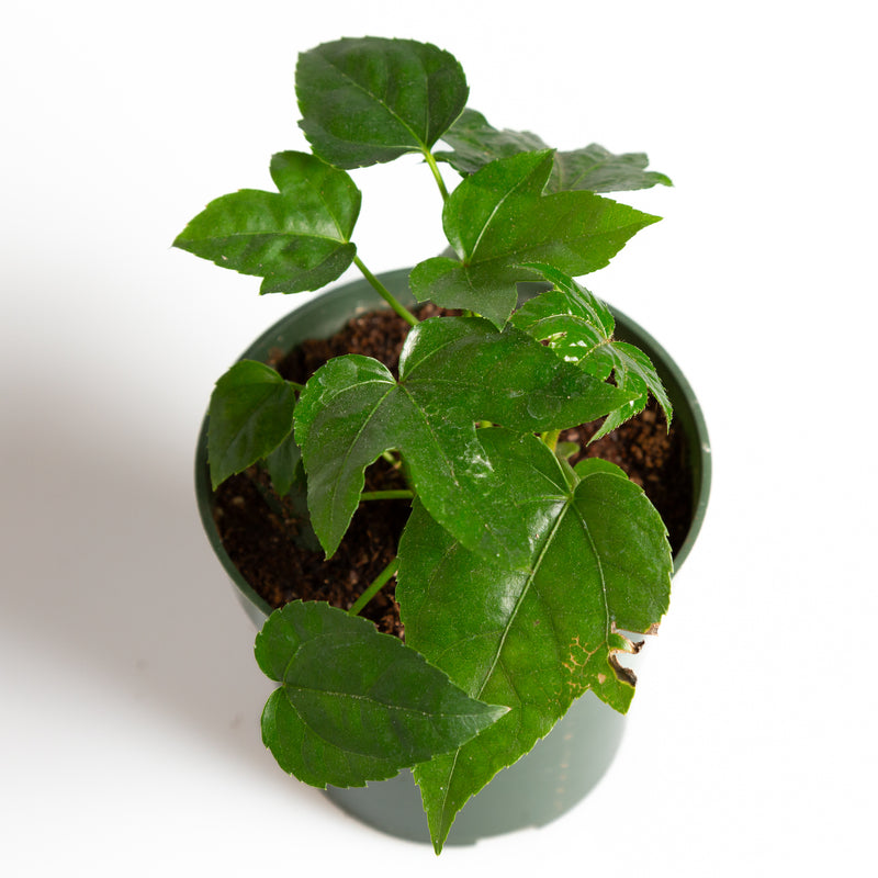 Aralia 'Japanese' 4" - Urban Sprouts