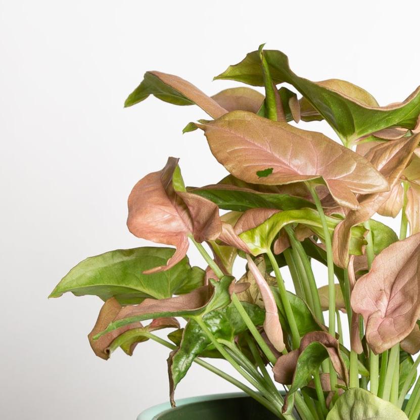 arrowhead philodendron Arrowhead Vine 'Neon' 6"