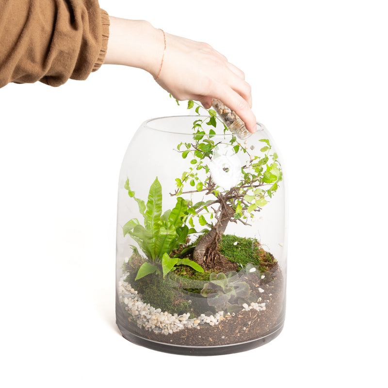 12/19 @ 6:00 Beginner Terrarium Workshop