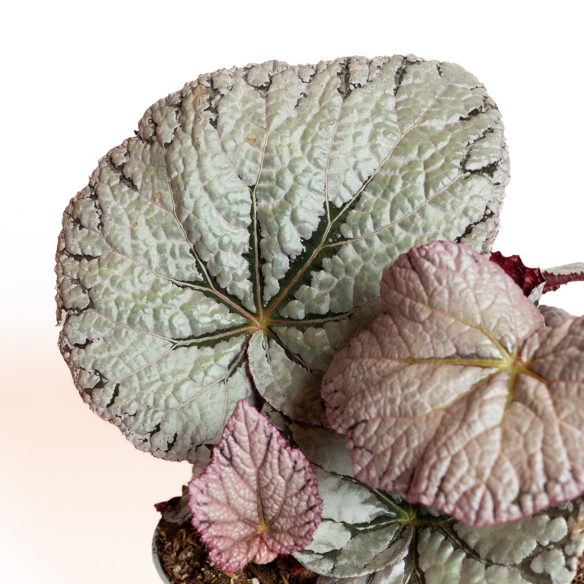 Begonia 'Silver Dollar' 6" - Urban Sprouts