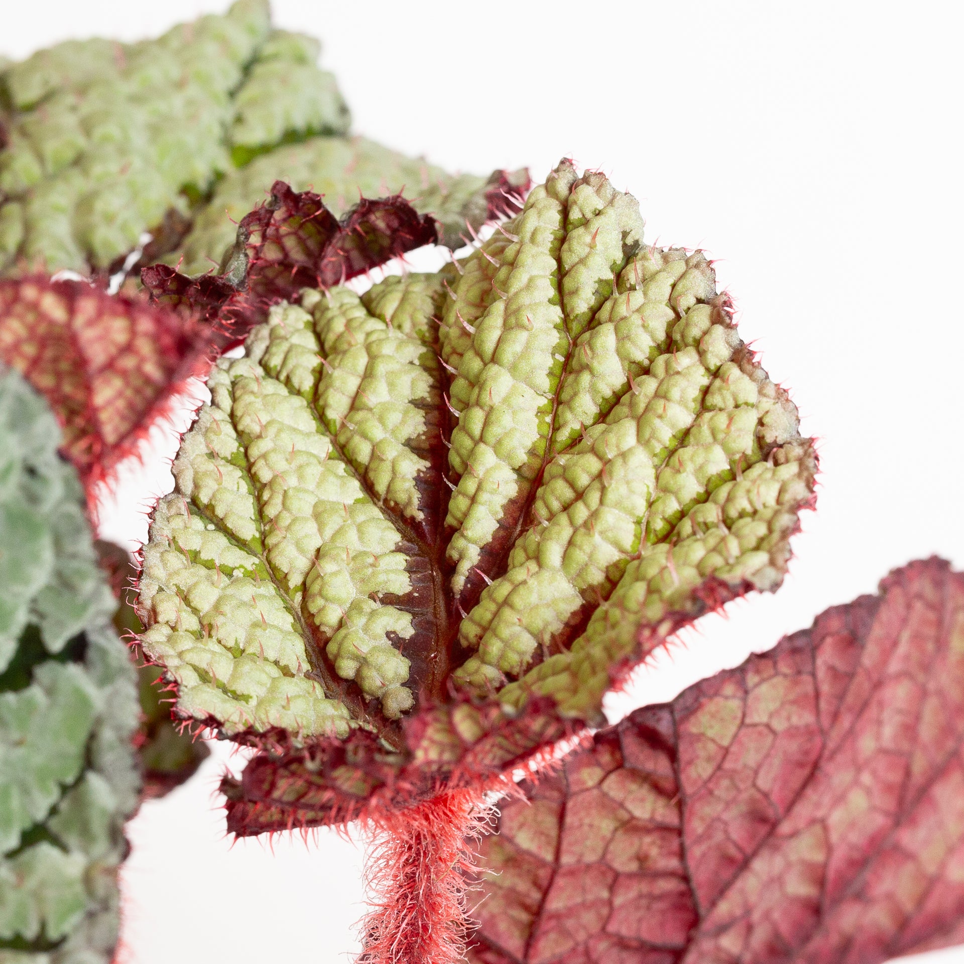 Begonia 'U400' 8" - Urban Sprouts