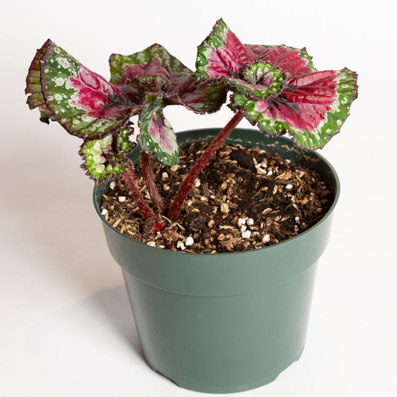 Begonia 'Macarena' 6" - Urban Sprouts