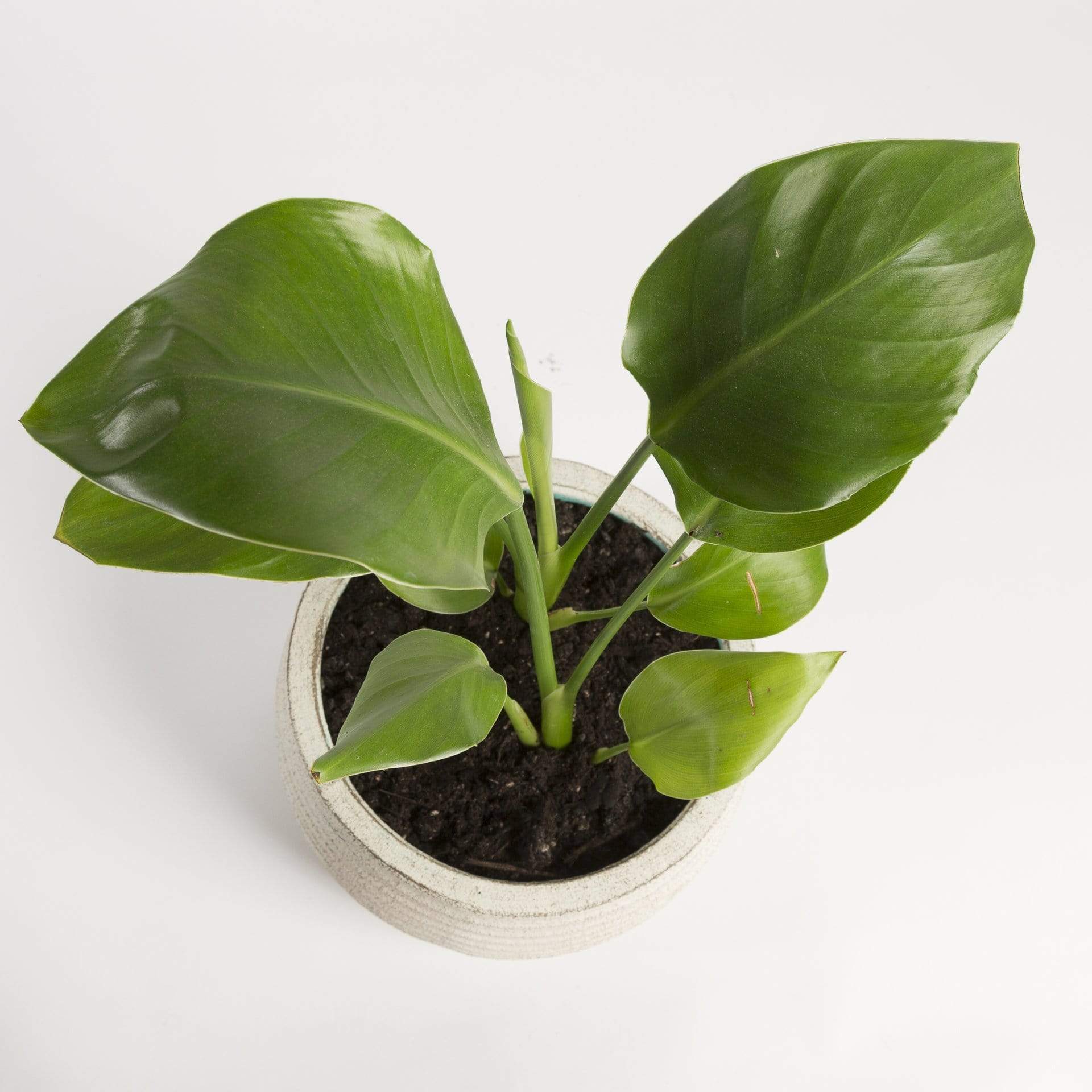 Urban Sprouts Plant Bird of Paradise 'White'