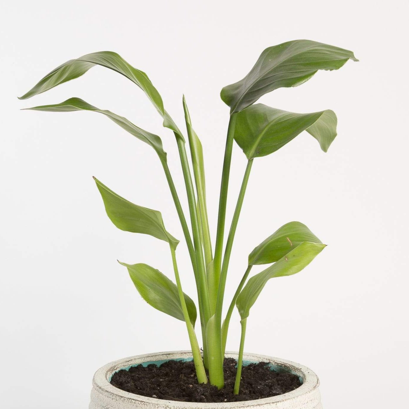 Urban Sprouts Plant Bird of Paradise 'White'