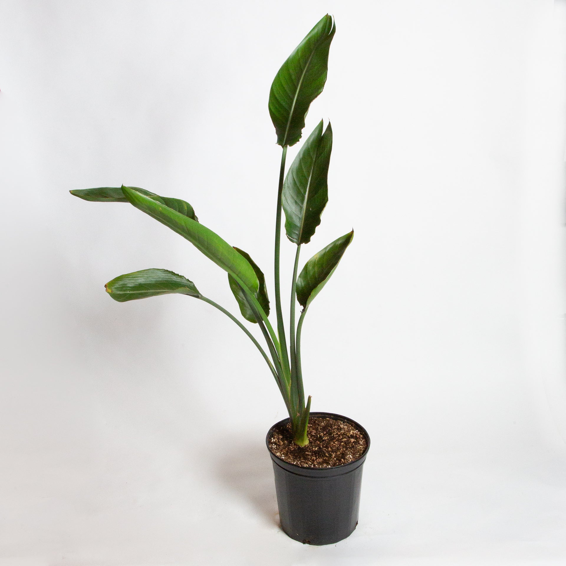 Bird of Paradise 'White' 8" - Urban Sprouts