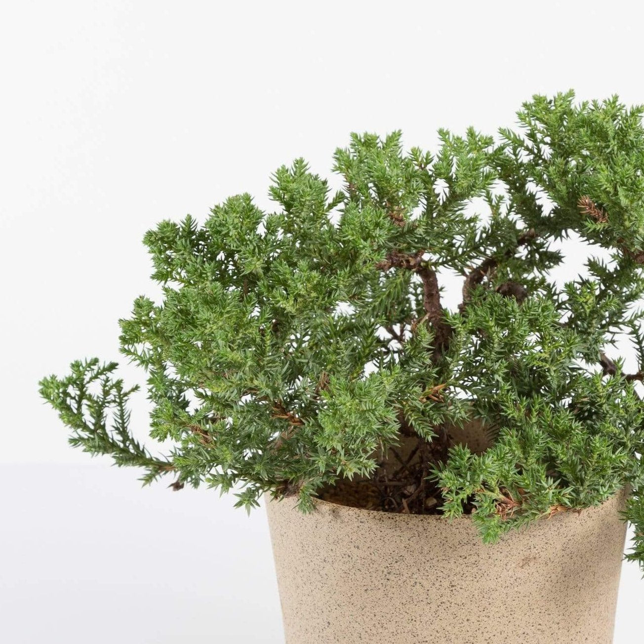 urban bonsai tree Bonsai 'Juniper' 4" (3-5 years old)