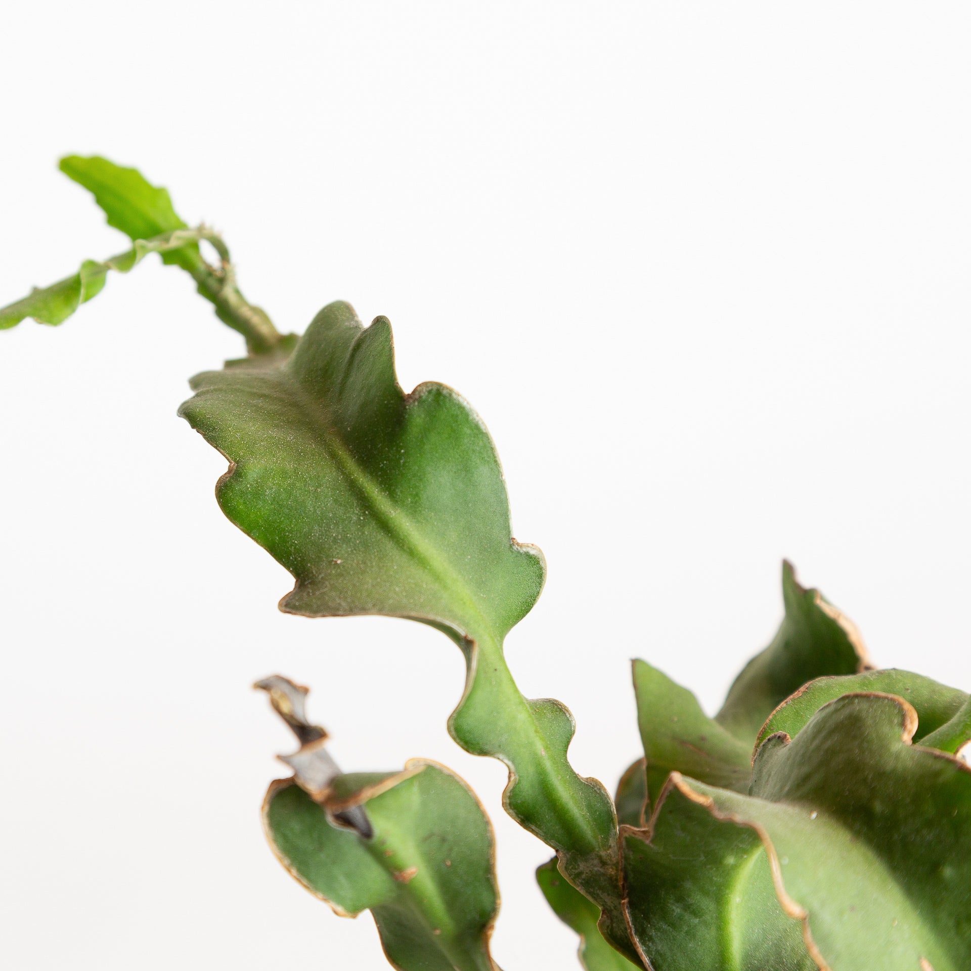 Cactus 'Curly Locks' 6" - Urban Sprouts