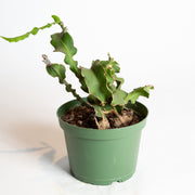 Cactus 'Curly Locks' 6" - Urban Sprouts