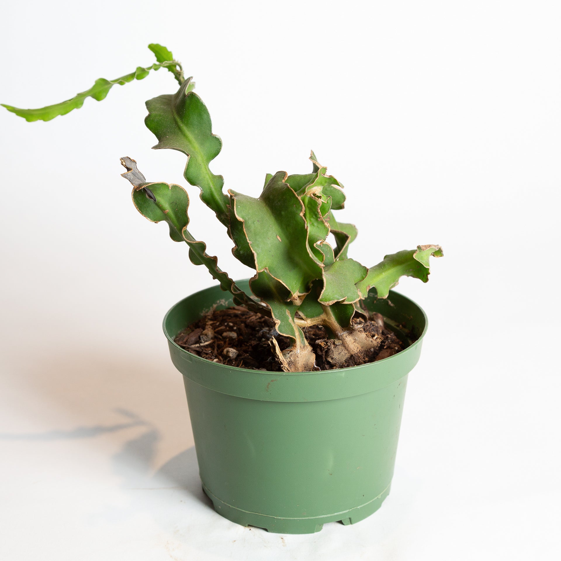 Cactus 'Curly Locks' 6" - Urban Sprouts