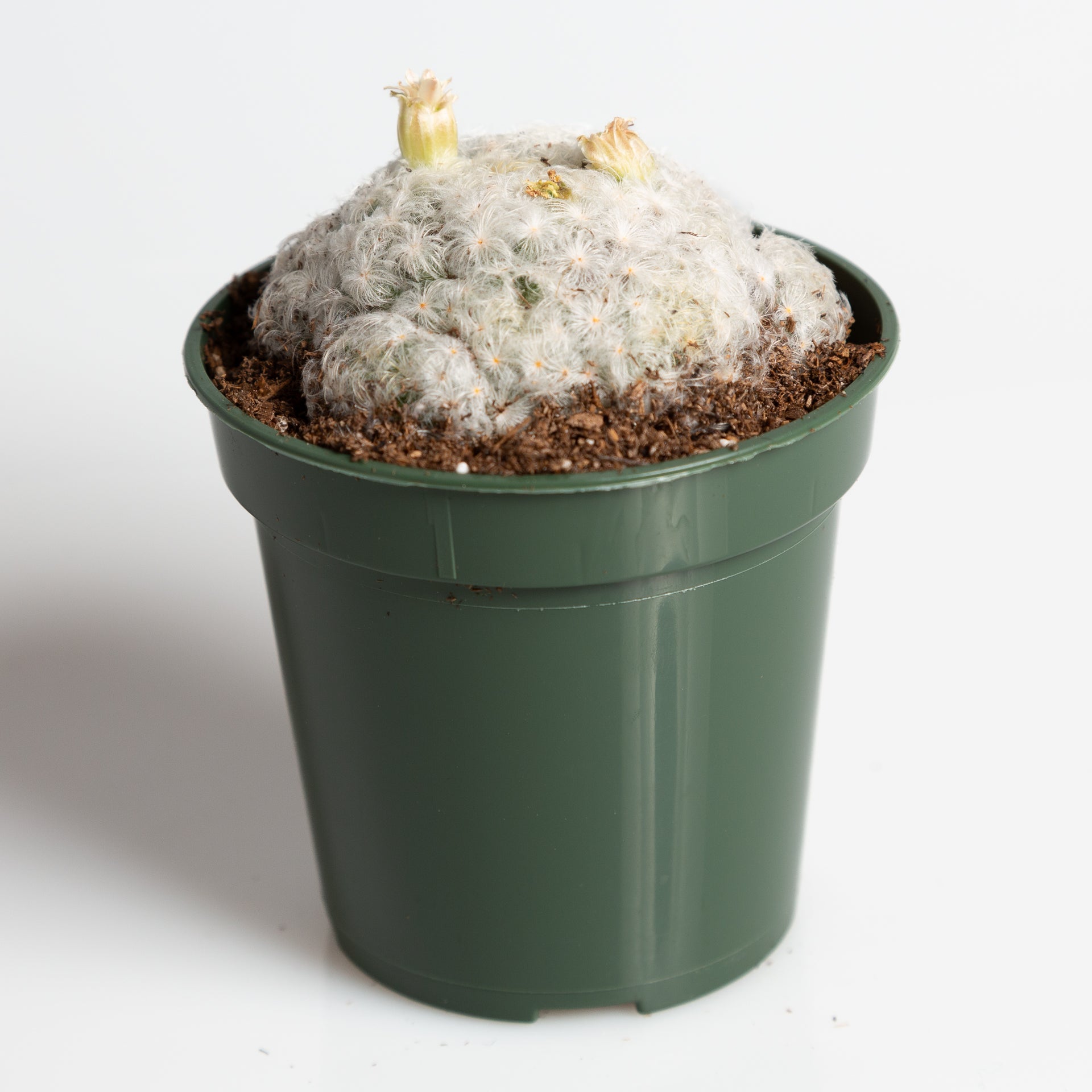 Cactus 'Feather' 4" - Urban Sprouts